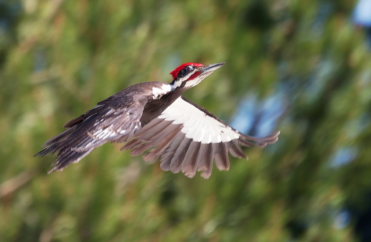 Pileated Woodpecker - ML587540091