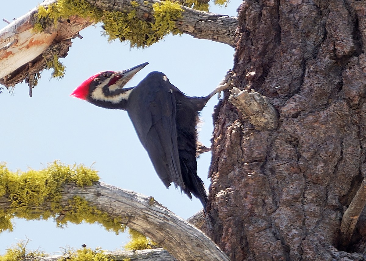 Pileated Woodpecker - ML587540101