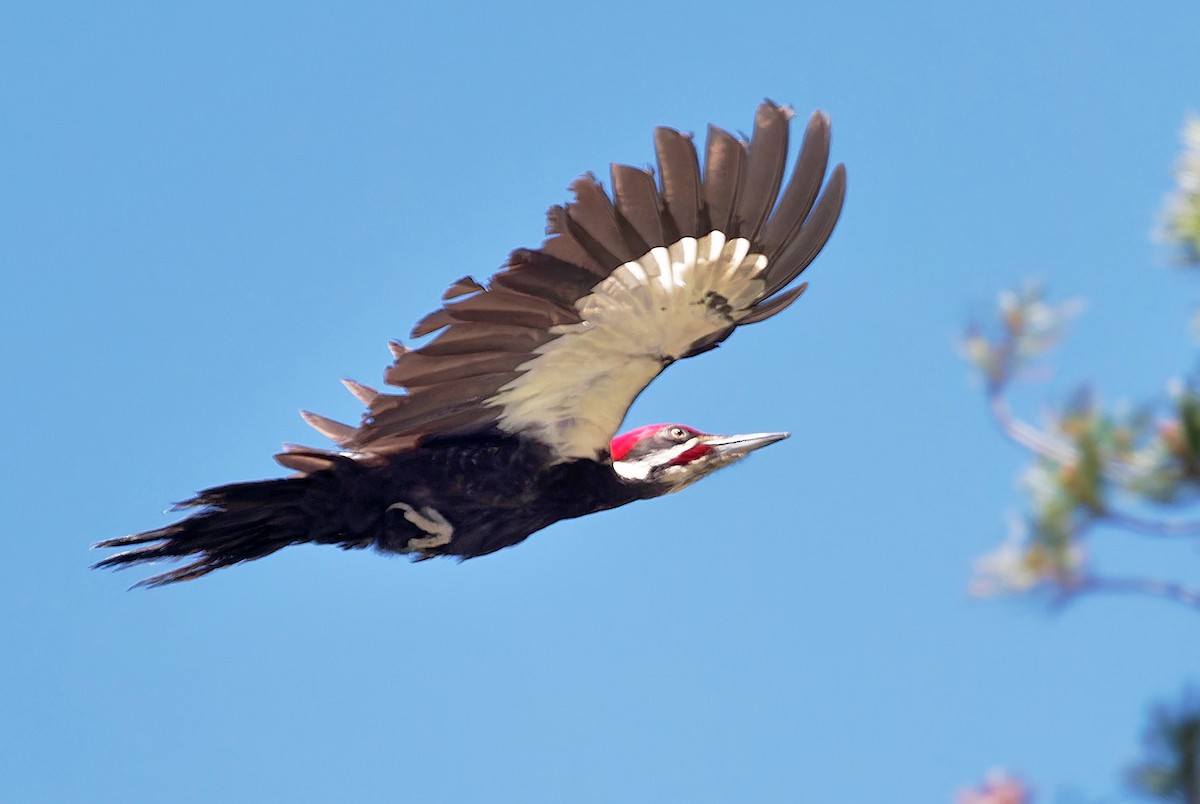 Pileated Woodpecker - ML587540151