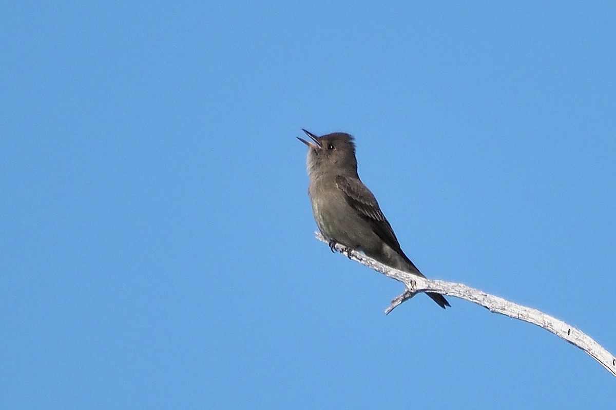 Western Wood-Pewee - ML587540261