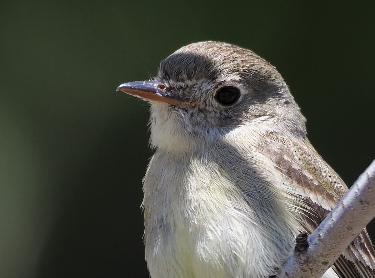 Dusky Flycatcher - ML587540311