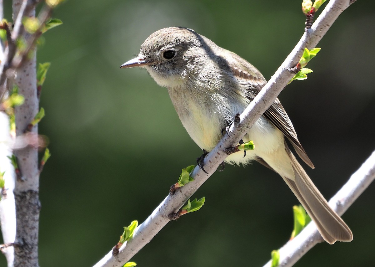 Dusky Flycatcher - Aidan Brubaker