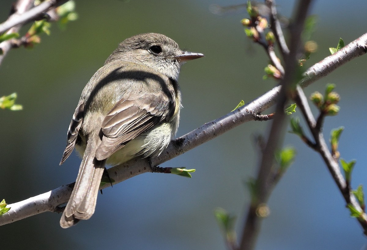 Dusky Flycatcher - ML587540331