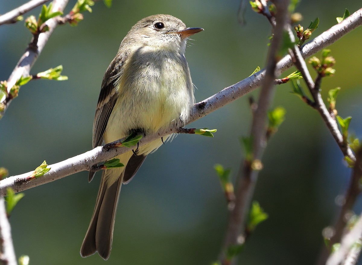 Dusky Flycatcher - ML587540341