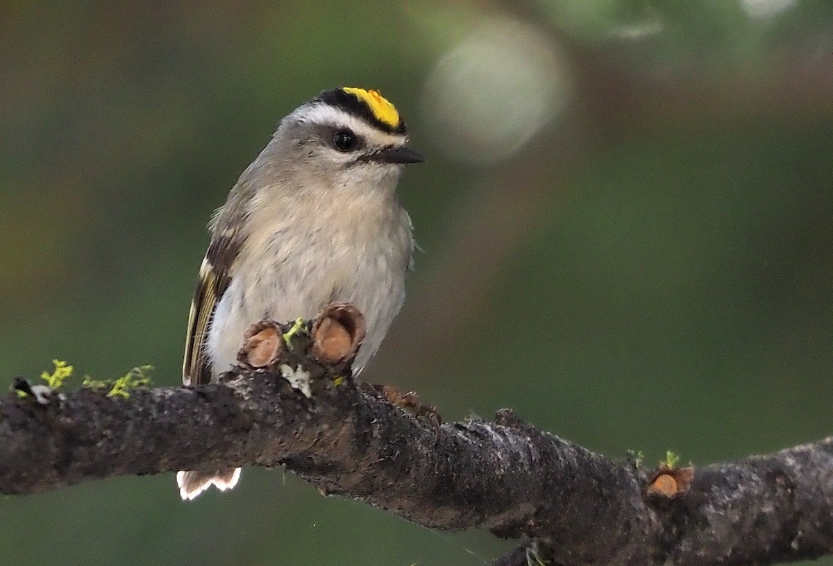 Roitelet à couronne dorée - ML587540381