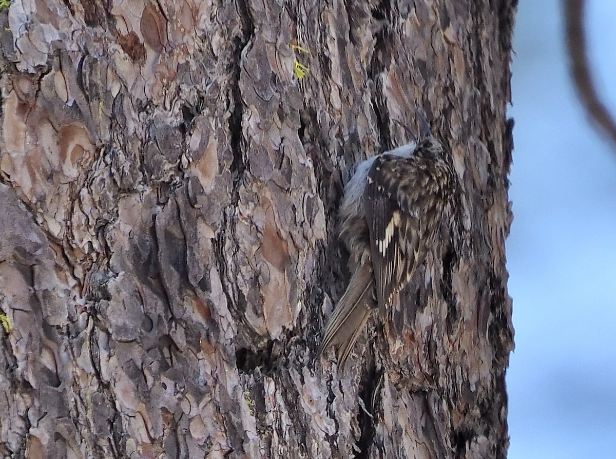 Brown Creeper - ML587540411