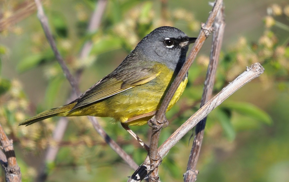 MacGillivray's Warbler - ML587540481