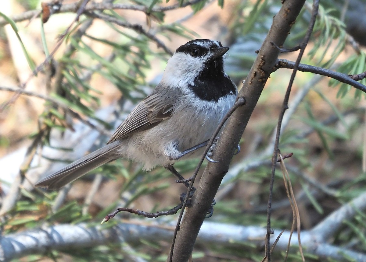 Mountain Chickadee (Pacific) - ML587540531