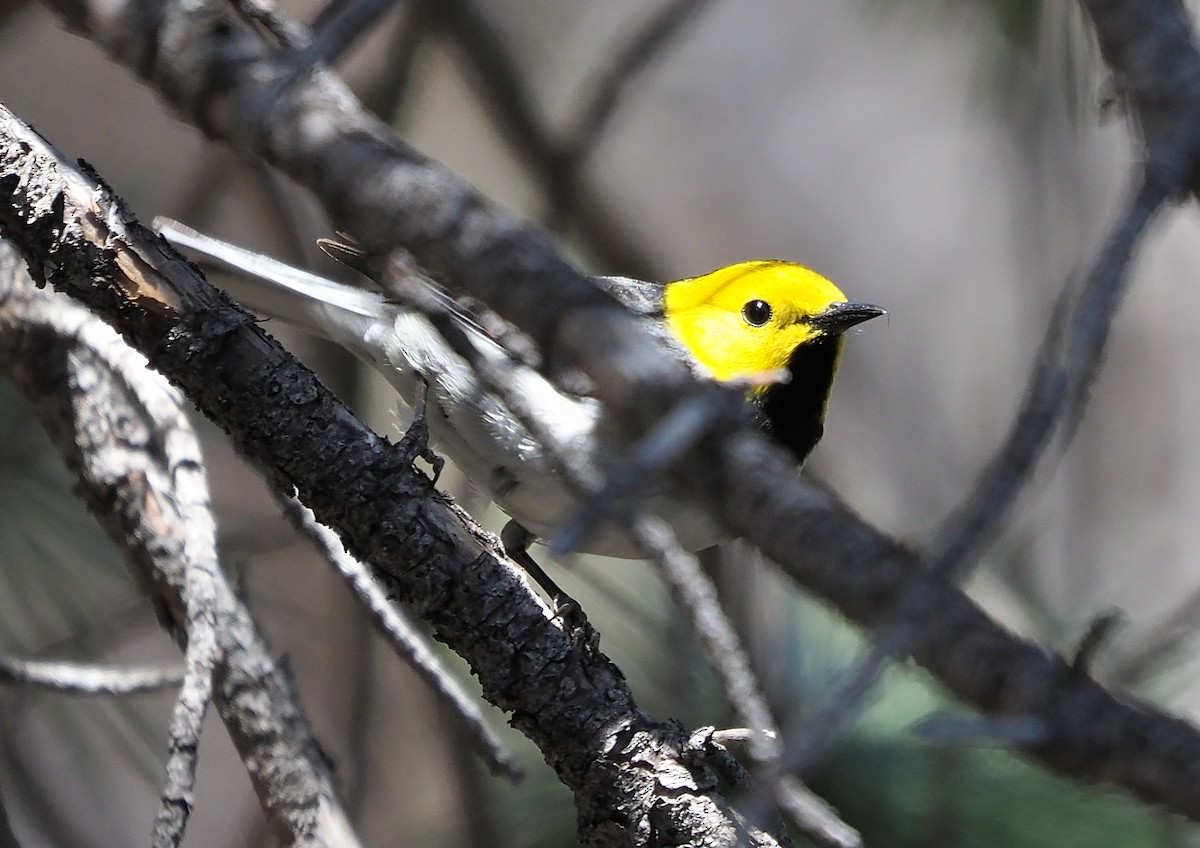 Paruline à tête jaune - ML587540631