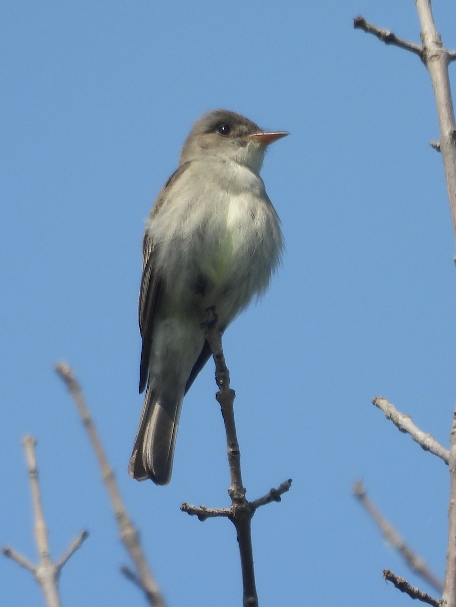 Eastern Wood-Pewee - ML587540831