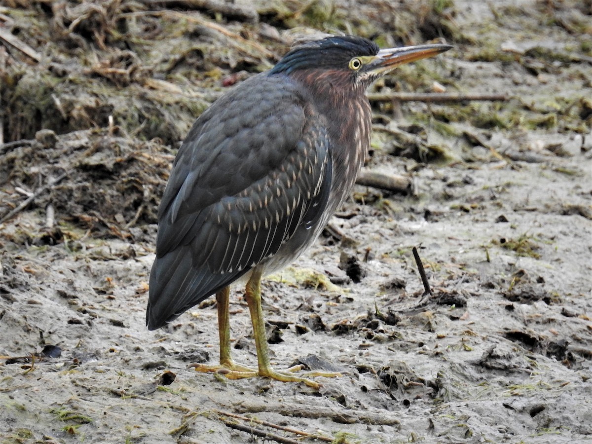 Green Heron - ML587540841