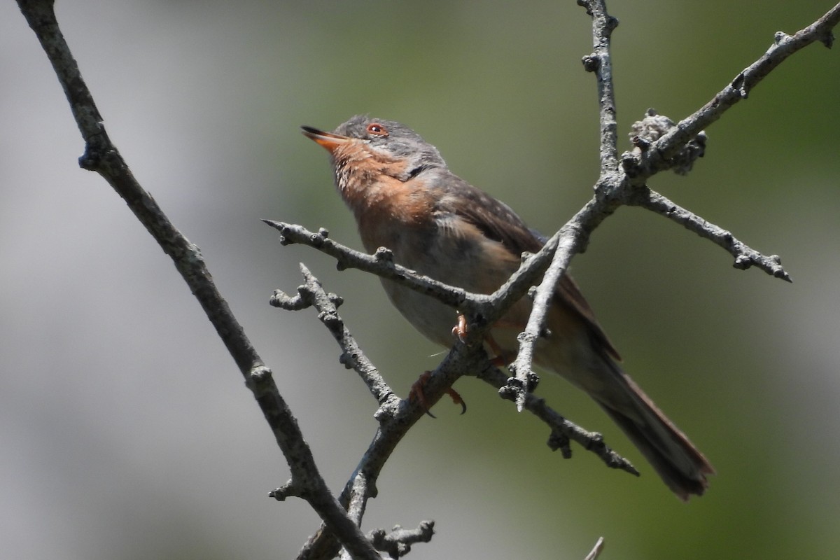 Western Subalpine Warbler - ML587540891