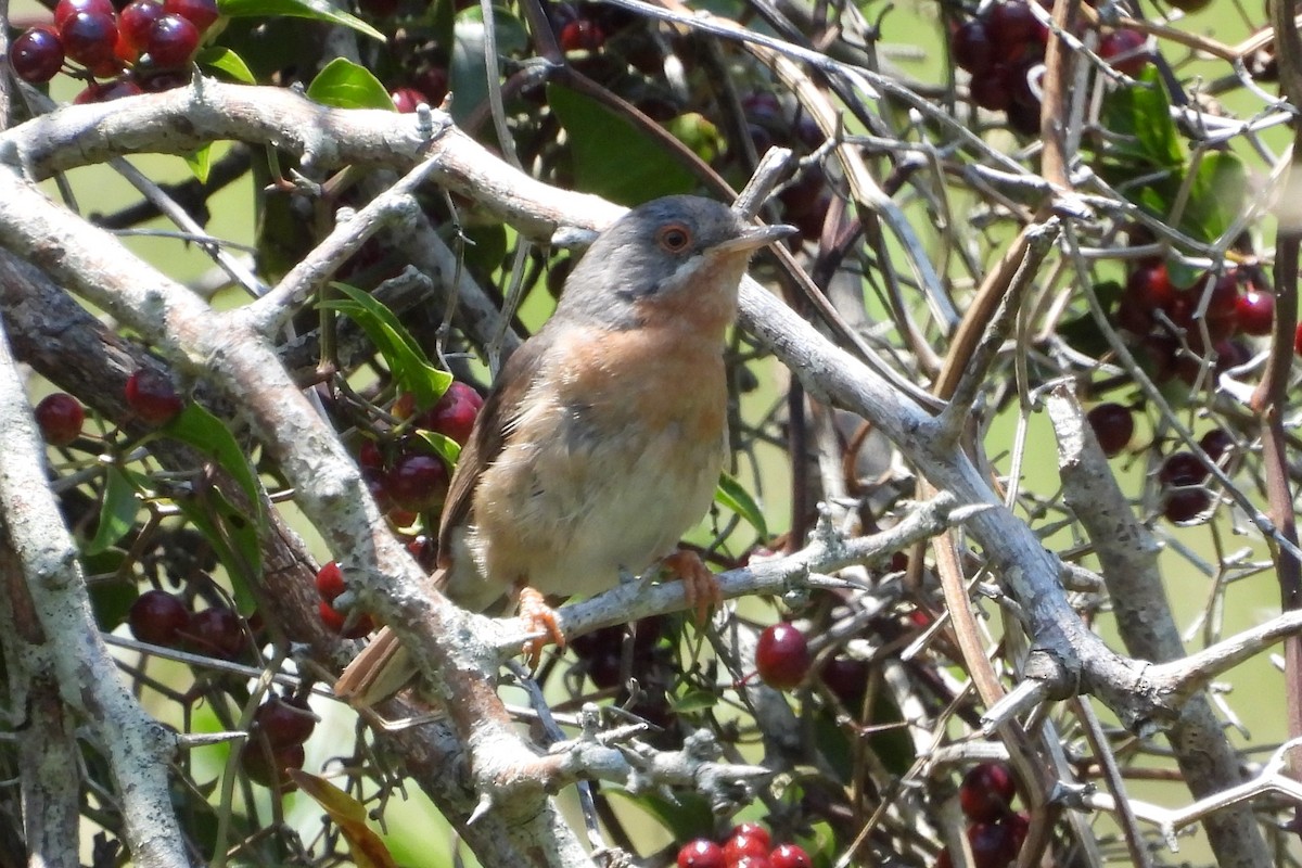 Western Subalpine Warbler - ML587540901