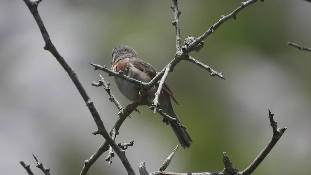 Curruca Carrasqueña Occidental - ML587540941