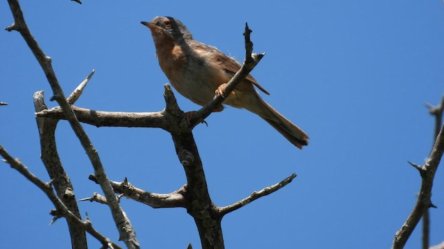 Western Subalpine Warbler - ML587541001