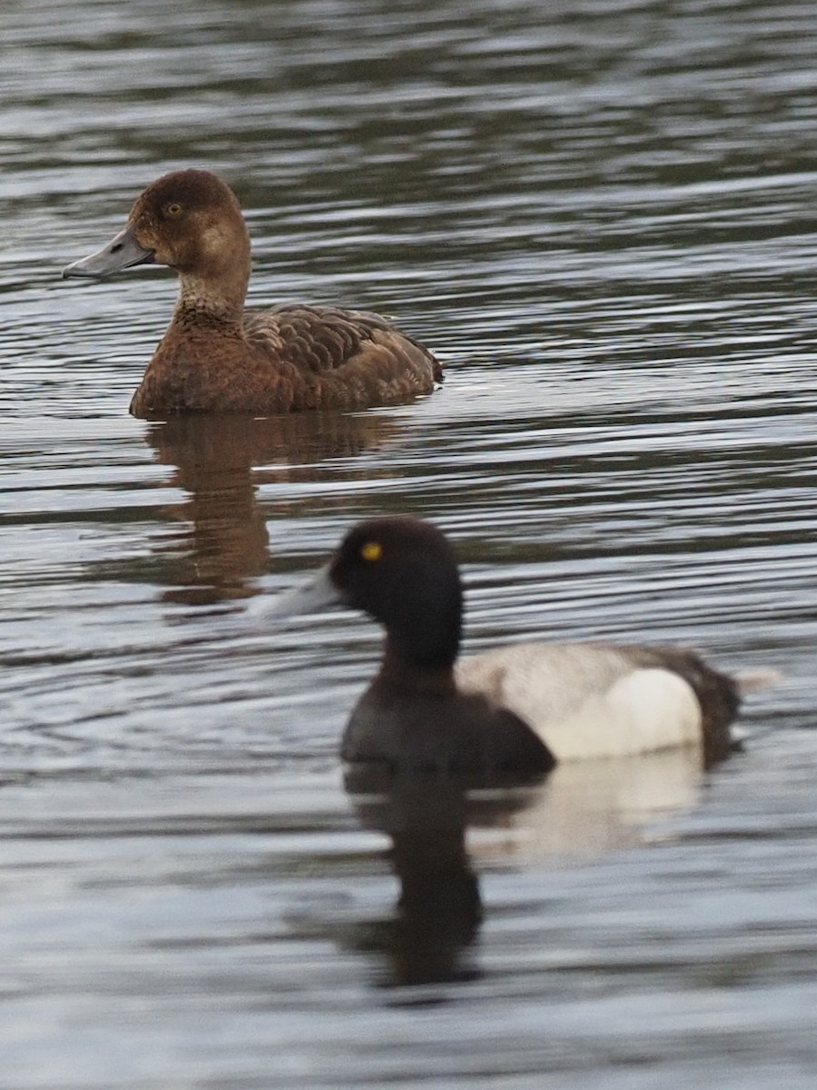 Greater Scaup - ML587541541
