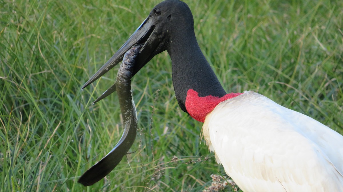 Jabiru - ML587542791