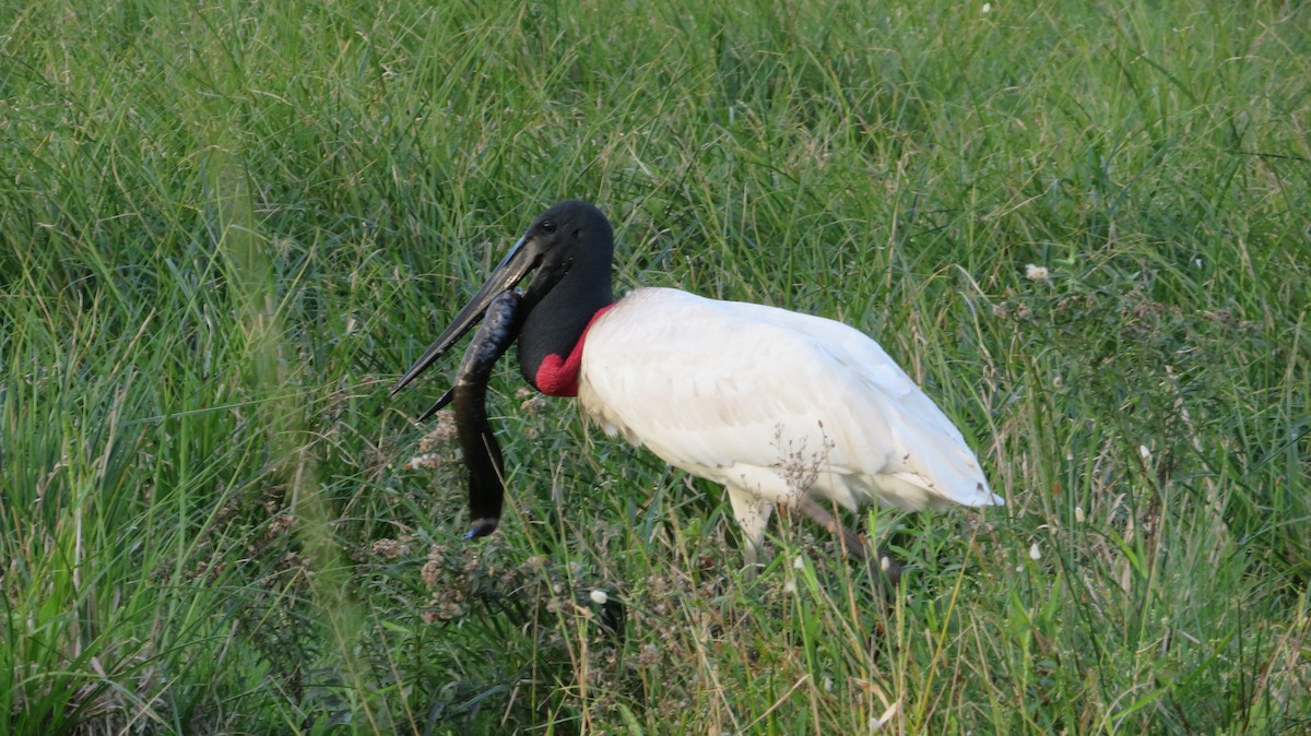 Jabiru - ML587542801