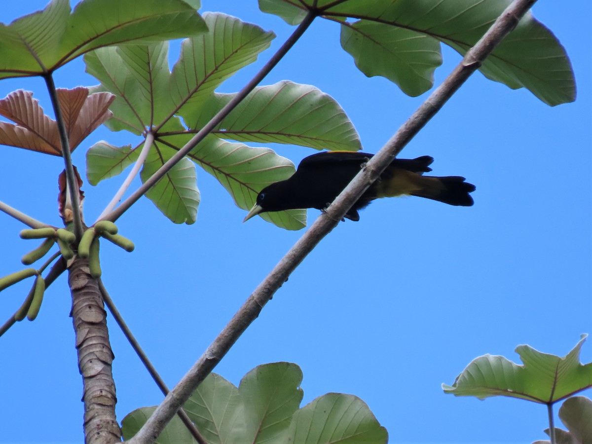 Yellow-rumped Cacique - Hugo Foxonet