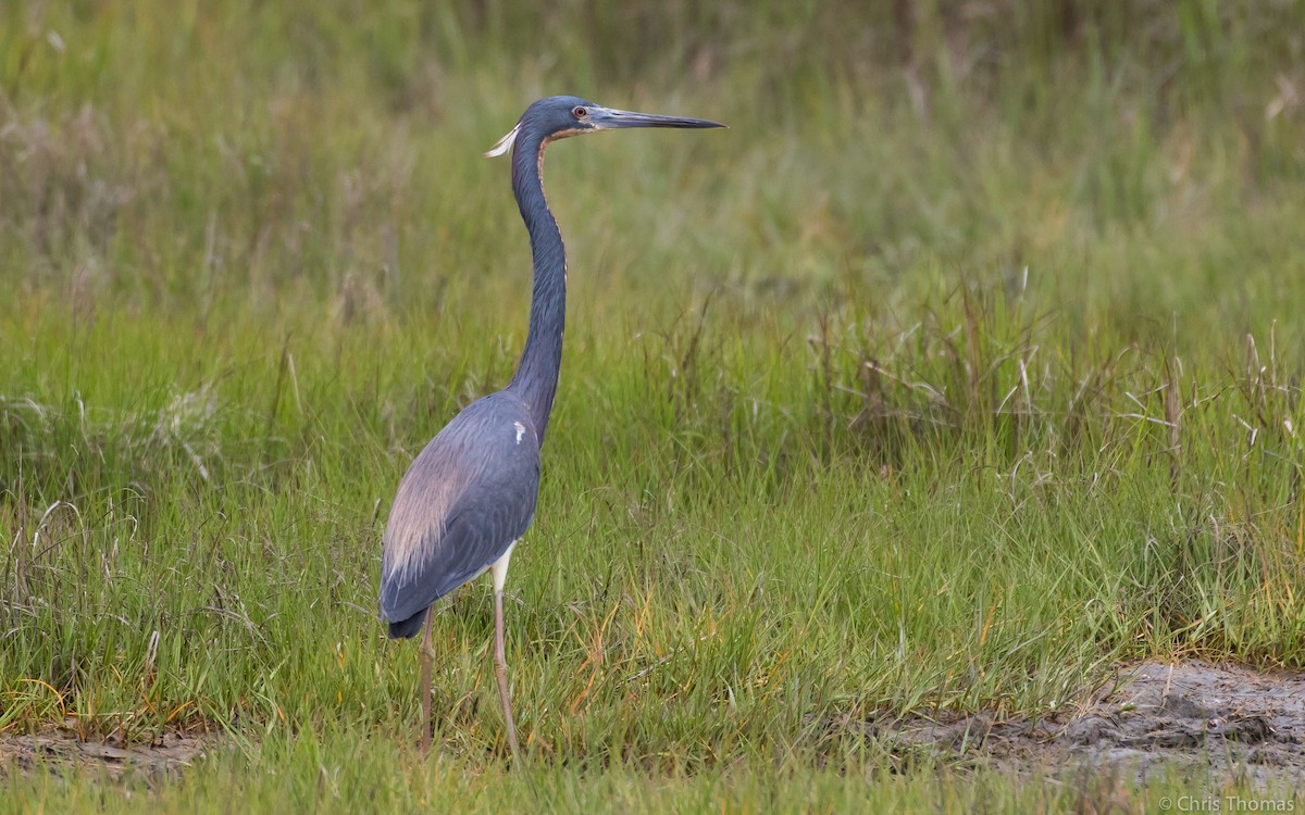 Tricolored Heron - Chris Thomas