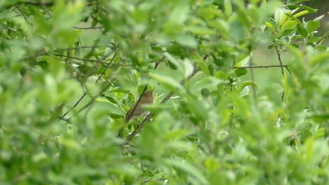 River Warbler - ML587544231