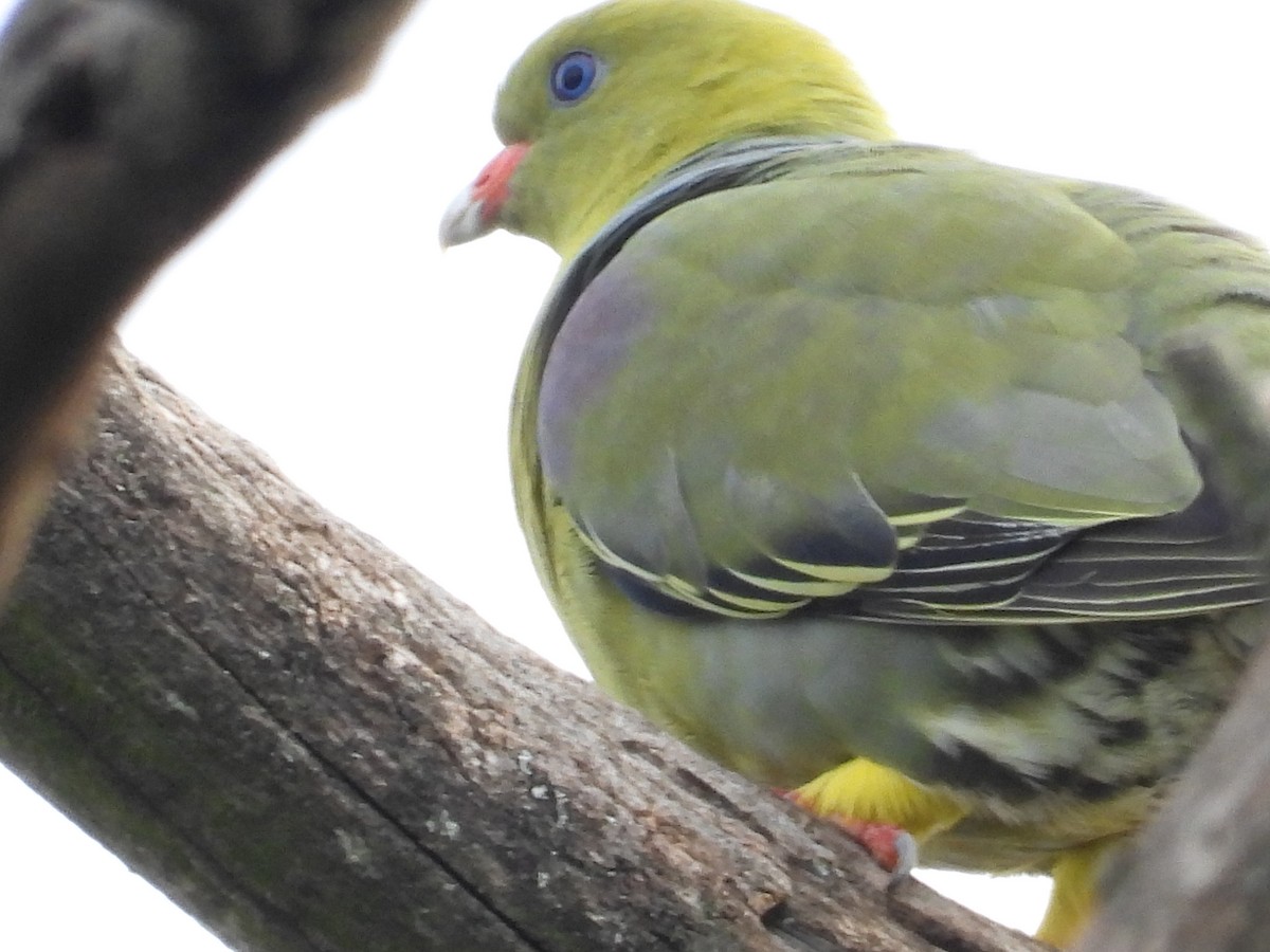 African Green-Pigeon - Mikki Doerger