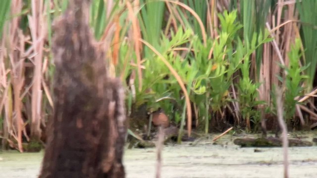 Virginia Rail - ML587545531