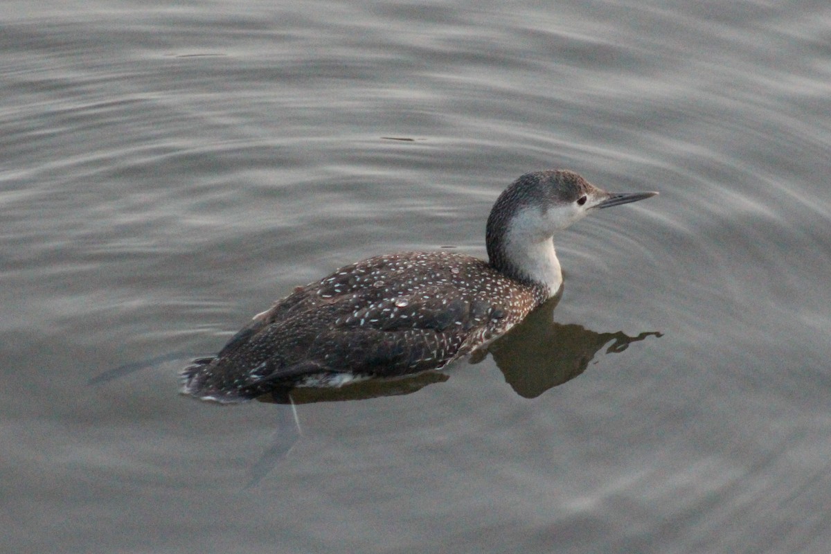 Red-throated Loon - ML58754561