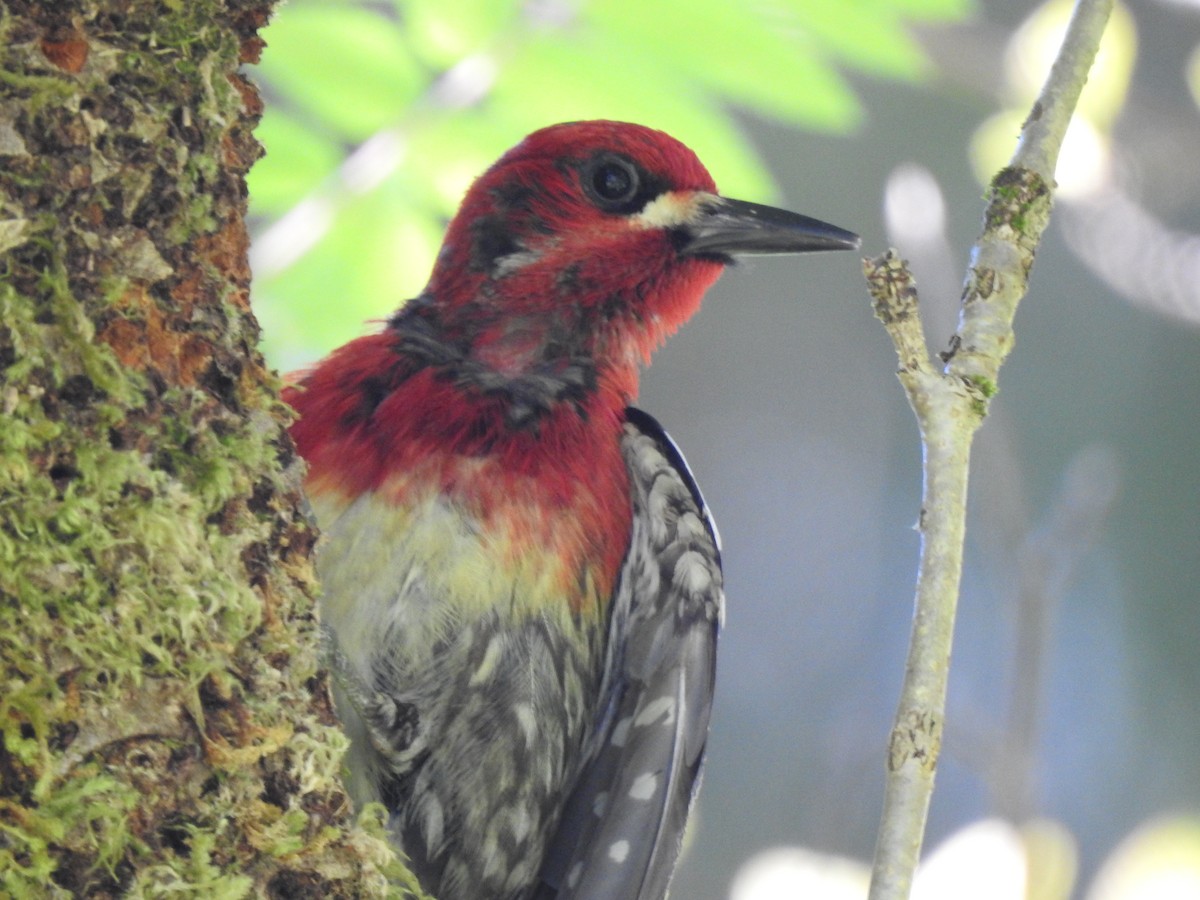 Red-breasted Sapsucker - ML587546621