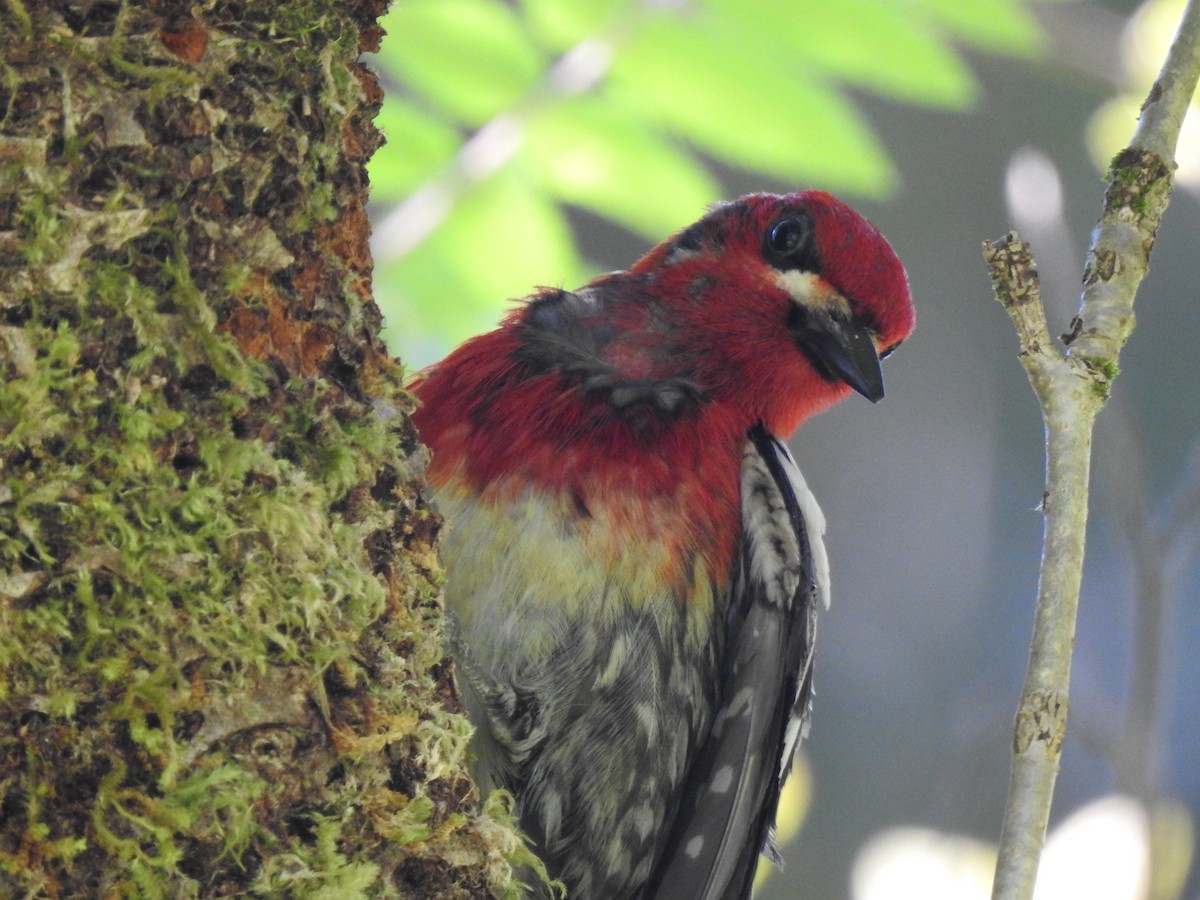Red-breasted Sapsucker - ML587546671