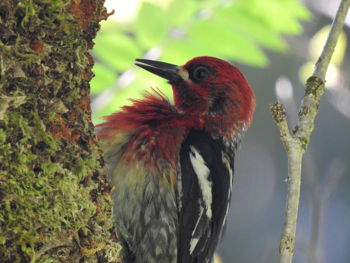 Red-breasted Sapsucker - ML587546751