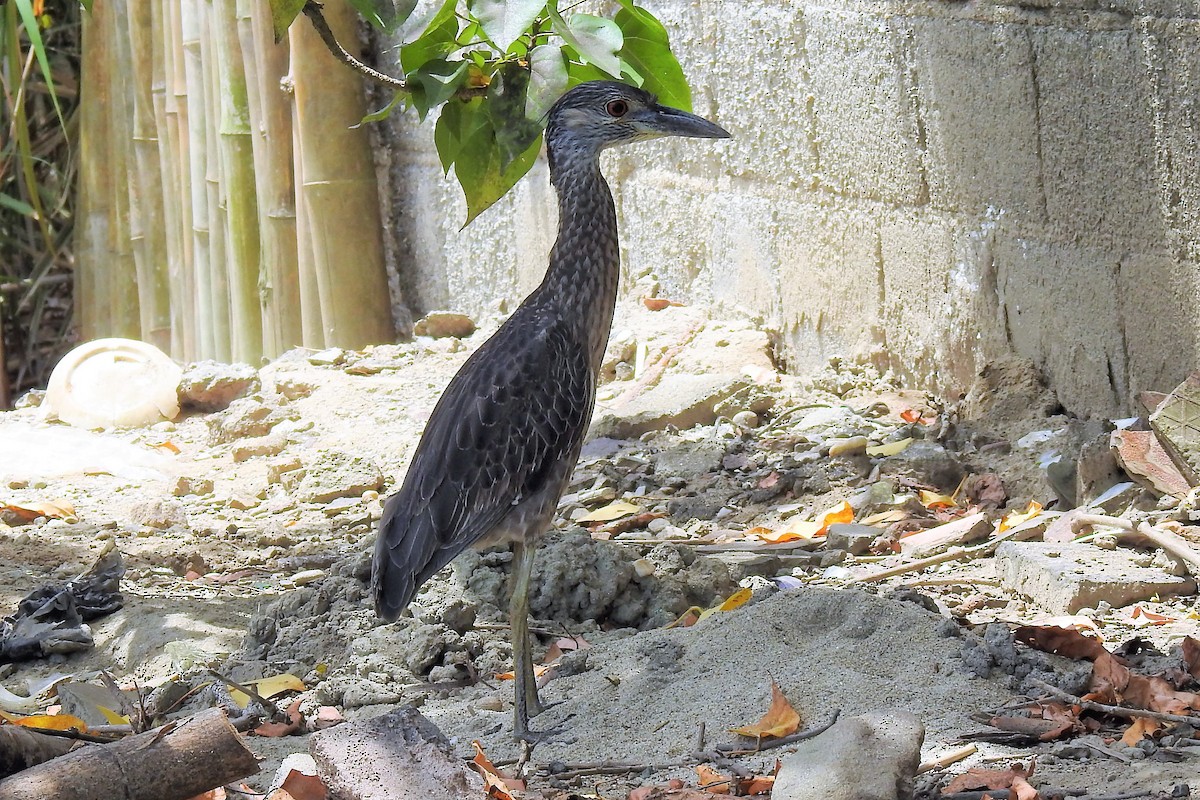 Yellow-crowned Night Heron - ML587546911