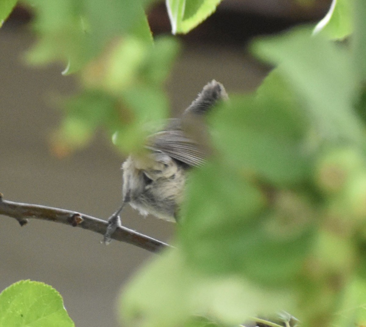 Oak Titmouse - ML587547641