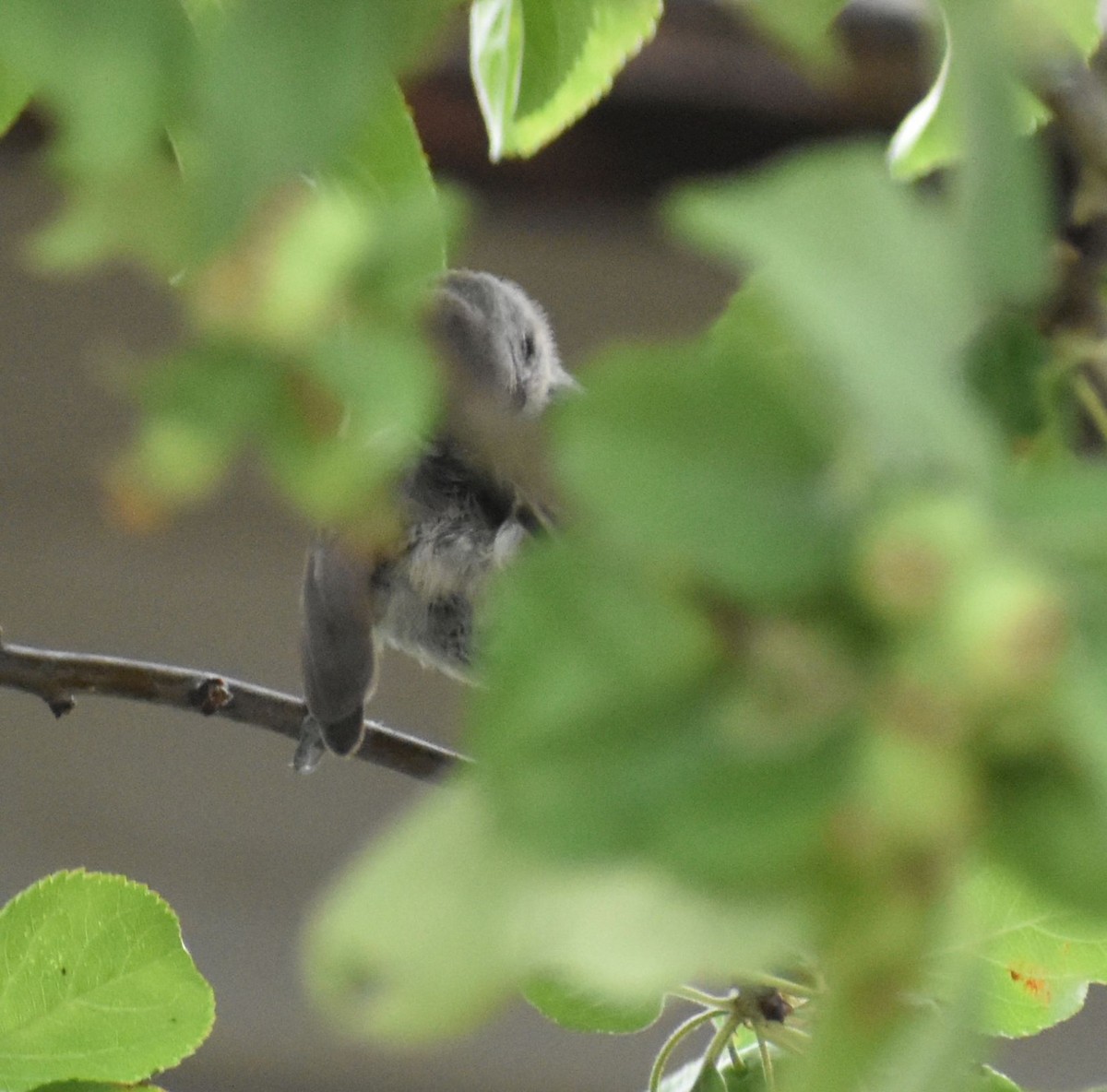 Oak Titmouse - ML587547651