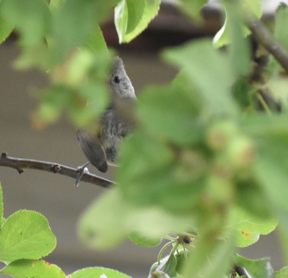 Oak Titmouse - ML587547661