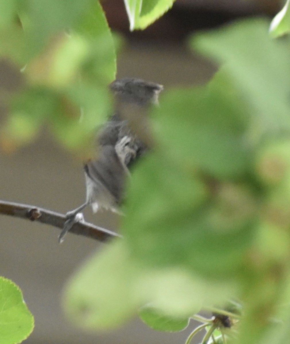 Oak Titmouse - ML587547671