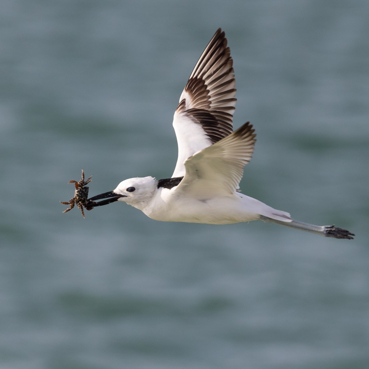 Crab-Plover - Nikos Mavris
