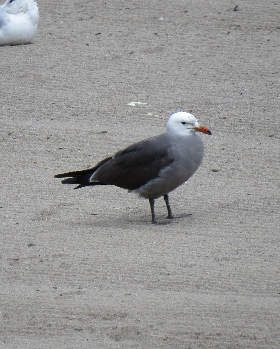 Heermann's Gull - ML587547941