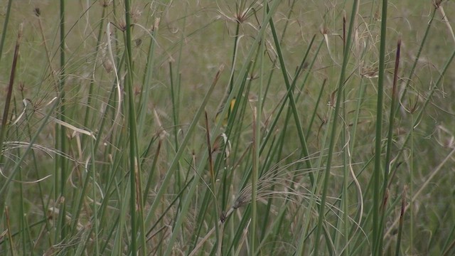 Crested Doradito - ML587548931