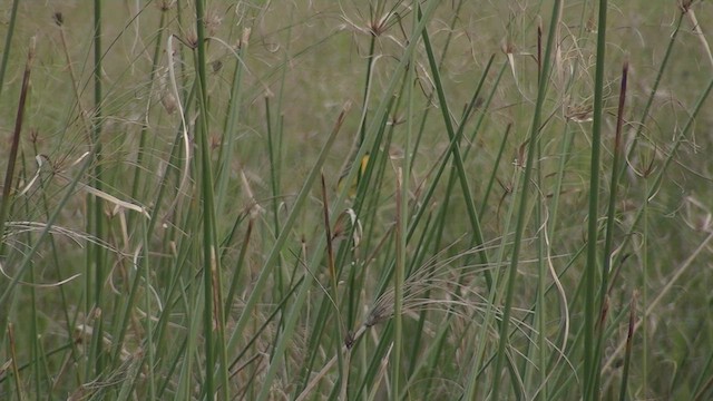 カンムリムシクイタイランチョウ - ML587548931