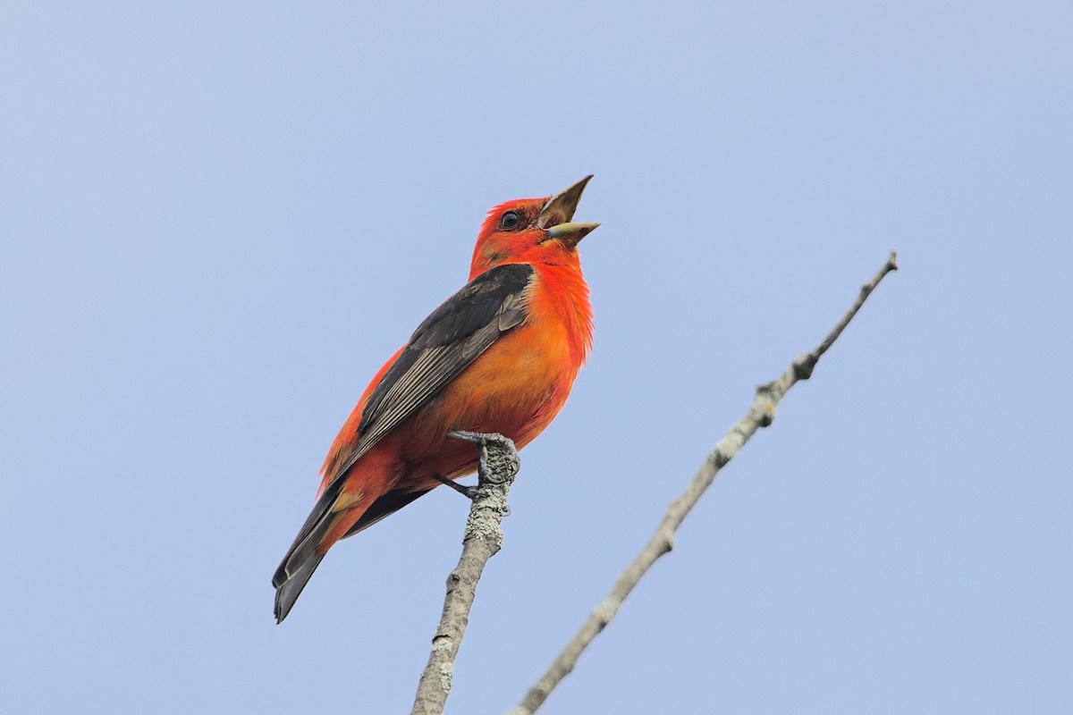Scarlet Tanager - ML587549711