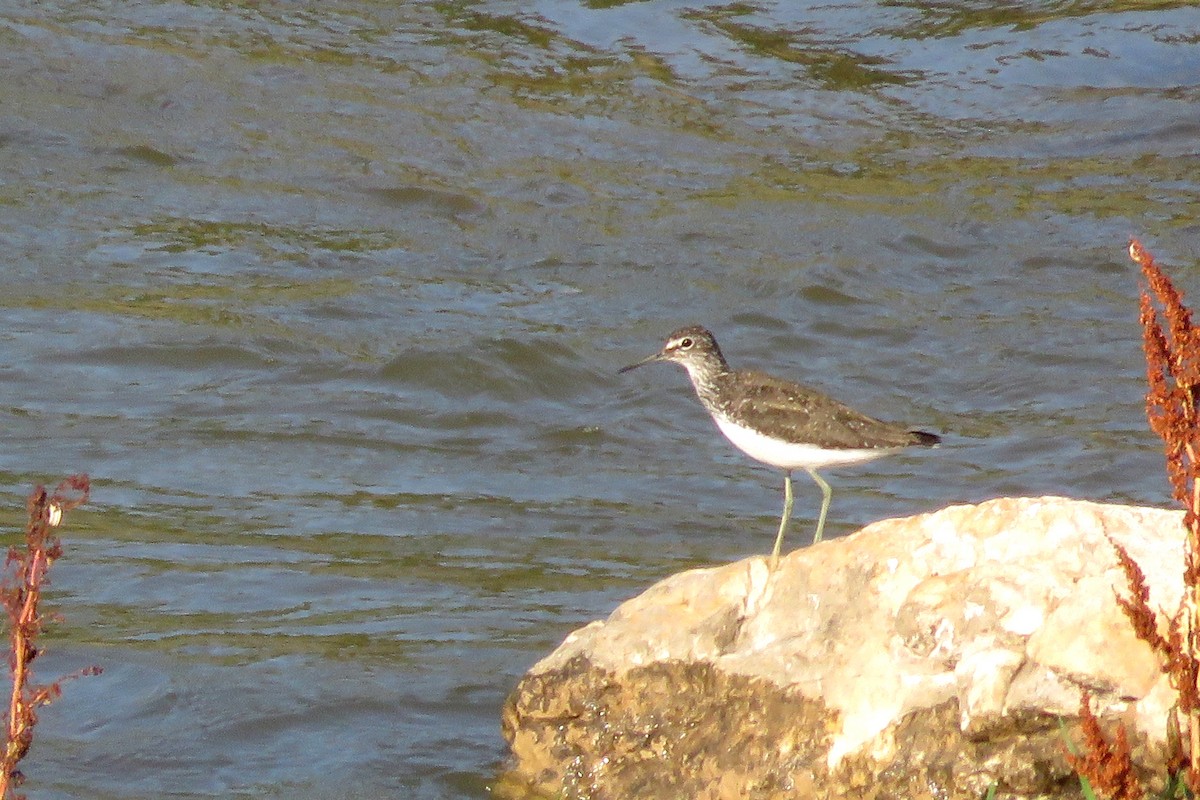 Green Sandpiper - ML587549731