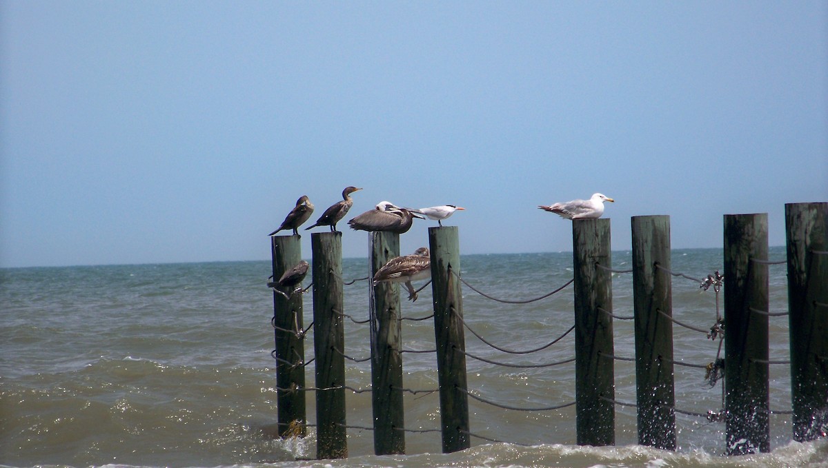 Royal Tern - ML587549821