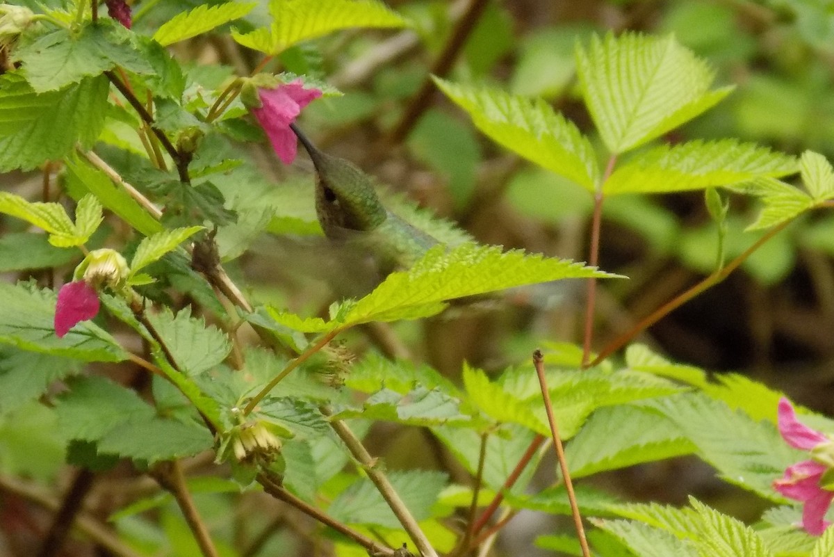 Anna's Hummingbird - Clint Robinson