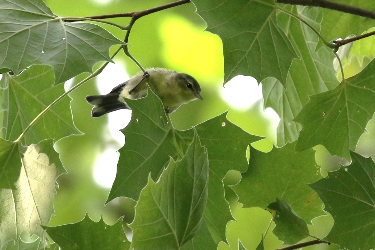 Cerulean Warbler - ML587550461