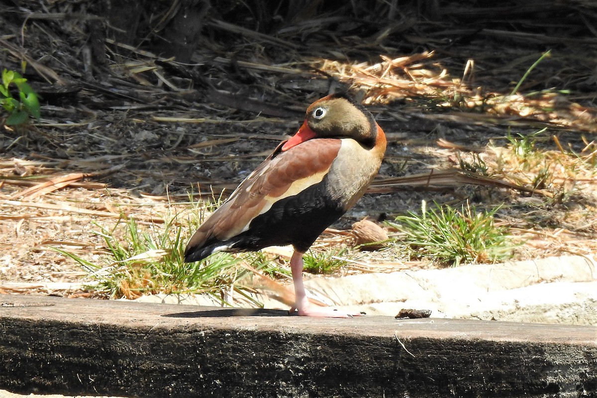 Black-bellied Whistling-Duck - ML587551031