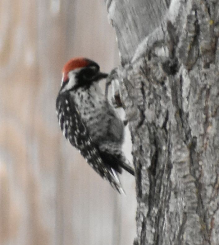 Nuttall's Woodpecker - Sally Anderson