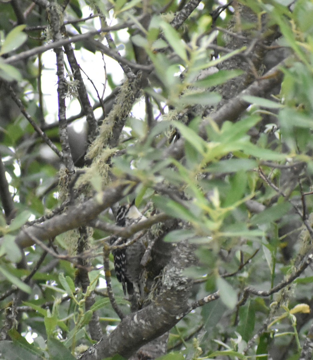 Nuttall's Woodpecker - Sally Anderson