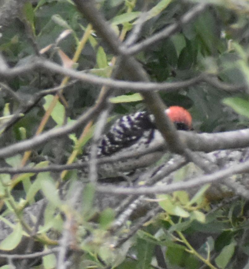 Nuttall's Woodpecker - Sally Anderson