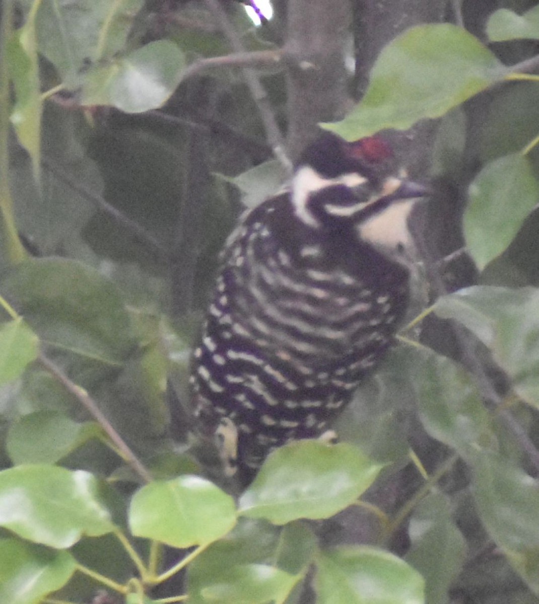 Nuttall's Woodpecker - Sally Anderson